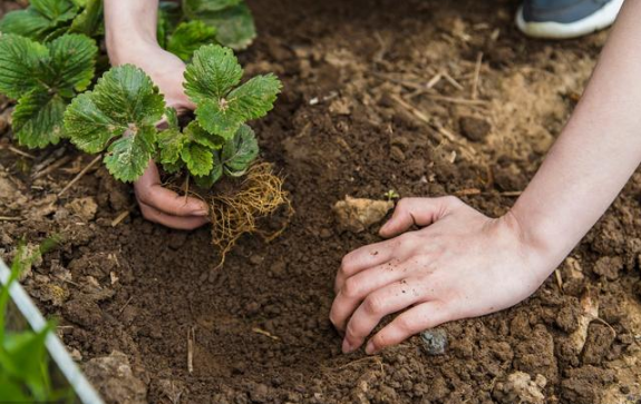 六大因素影响土壤健康与农作物生长
