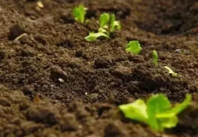 科学施肥必须以土壤肥力为依据，你做到了吗？