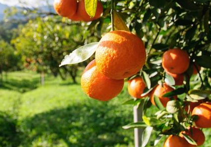 橘园土壤板结严重、柑橘病害难防？不妨试试这几种方法