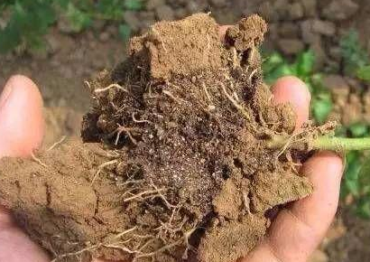 一篇文章，让你了解“土壤盐害”的成因和解决方法