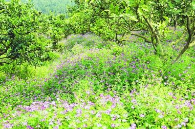 漳州平和：修复土壤，有机肥“C位出道”