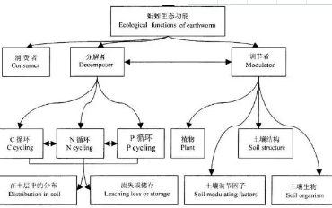 蚯蚓在土壤里到底有什么用？改良土壤的“功臣！