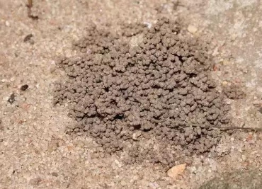 蚯蚓在土壤里到底有什么用？改良土壤的“功臣！