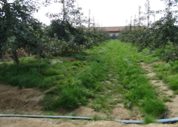 果园土壤退化如何培肥改良