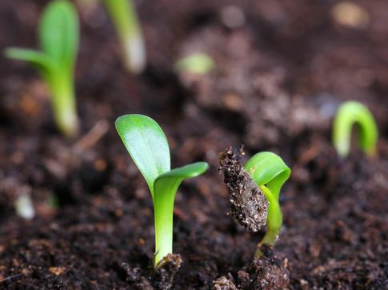 怎么施肥才能让土壤养“肥”?如何将作物喂“胖”