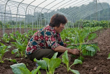 种菜要高产，土壤是关键！种植蔬菜应选择什么样的土壤？