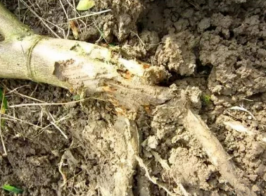 要想作物根系长得好，土壤调理很重要