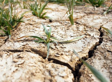 土壤盐渍化有哪些危害？如何治理？