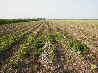 农业生产中，使用草甘膦会损伤土壤吗？会不会影响农作物生长？