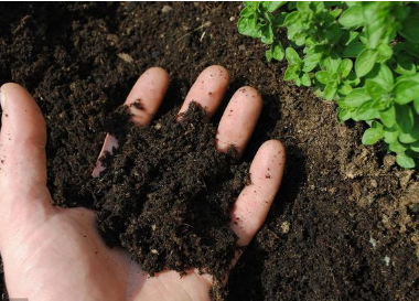 为什么说腐植酸也能修复土壤？深刻解读