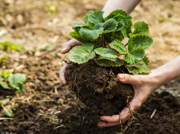 土壤有机质的作用大，如何才能增加土壤有机质？