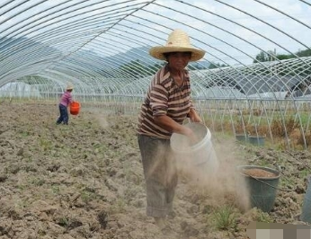 农技小知识: 石灰调节土壤酸性要注意, 可能导致土壤缺铁