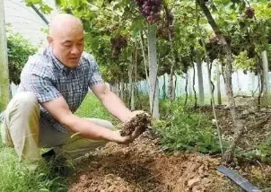 土壤条件与果树健康生长的关系，你弄懂没？