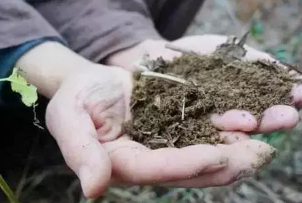 土壤条件与果树健康生长的关系，你弄懂没？