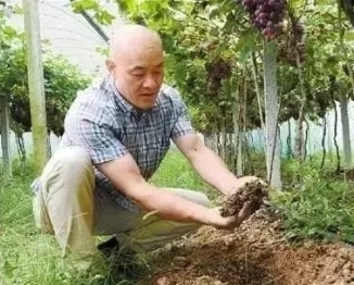 什么样土壤才能让果树健康生长? 主要包括这三个方面!
