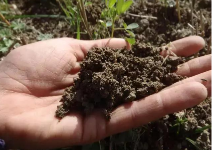 健康的土壤应该是啥样的？究竟健康土壤对作物生长有多重要？