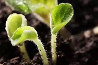 好土壤，关系到蔬菜的品质和产量！好的土壤是啥样的