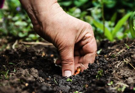 土壤消毒几种方法大比拼！消灭表土中的病菌、害虫和虫卵