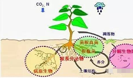 土壤有机质下降意味着什么？问题很严重！