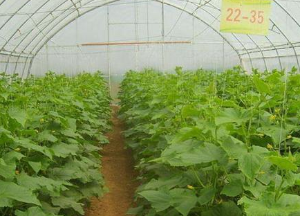 蔬菜大棚土壤酸化如何改良
