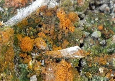土壤出现青苔盐渍化严重，土壤着“彩装”怎么办？