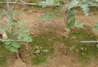 土壤出现青苔盐渍化严重，土壤着“彩装”怎么办？