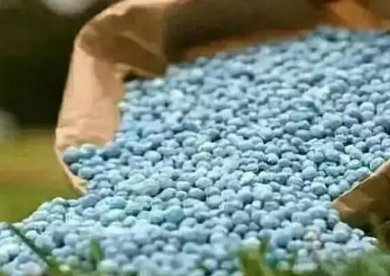 土壤出现青苔盐渍化严重，土壤着“彩装”怎么办？
