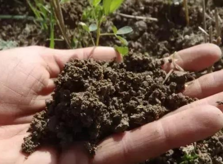 健康的土壤该是啥样？究竟有多重要？