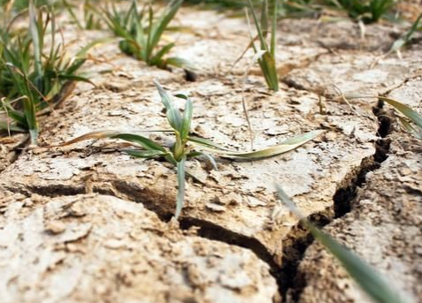 影响土壤封闭类除草剂除草效果及安全性的主要因素