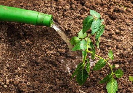 作物根系不好多是土壤原因，这样改善土壤的，7天爆发式生根a给土壤消毒保蔬菜顺畅连作！石灰消毒、高温消毒