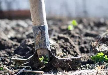 如何判断土壤肥力和酸碱性？方法很管用！