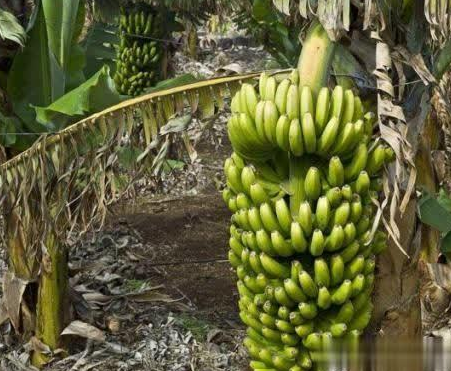 科学培肥和改良土壤，可抑制香蕉“枯萎病”！香蕉枯萎病又称巴拿马病或黄叶病，是一种正在严重危害我国香蕉