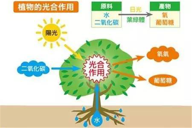 碳氢科学1200问之009组：从卡尔文循环到景天酸代谢