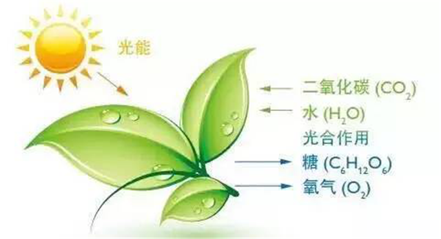 碳氢科学1200问之009组：从卡尔文循环到景天酸代谢