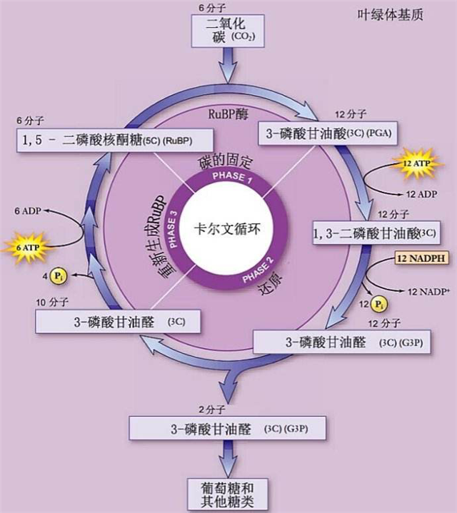 碳氢科学1200问之009组：从卡尔文循环到景天酸代谢