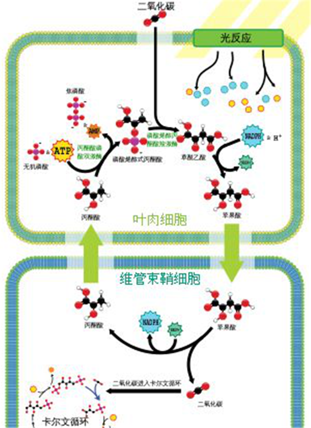 碳氢科学1200问之009组：从卡尔文循环到景天酸代谢