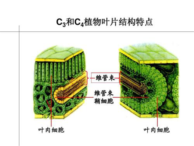 碳氢科学1200问之009组：从卡尔文循环到景天酸代谢