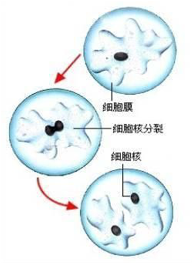 碳氢科学1200问之009组：从卡尔文循环到景天酸代谢