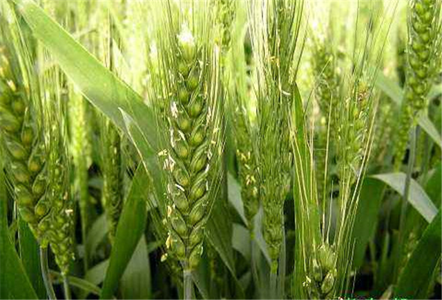 碳氢科学1200问之012组：从碳氢水稻小麦到碳氢玉米高粱