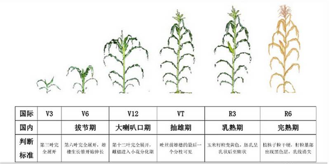 碳氢科学1200问之012组：从碳氢水稻小麦到碳氢玉米高粱