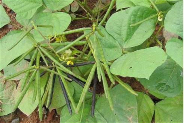 碳氢科学1200问之013组：从碳氢大豆绿豆到碳氢蚕豆豌豆