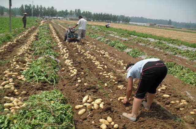 碳氢科学1200问之014组：从碳氢土豆红薯碳氢山药芋头