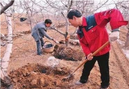 土壤没有它，再多肥也白搭