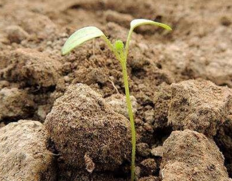 土壤化肥农药过量，如何改良土壤？