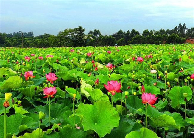 碳氢科学1200问之017组：从碳氢莲藕生姜到碳氢荸荠慈姑