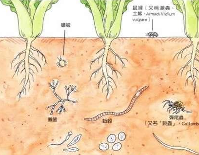 我眼中所谓理想的土壤，不过是让植物可以尽情生长，拒绝化肥农药