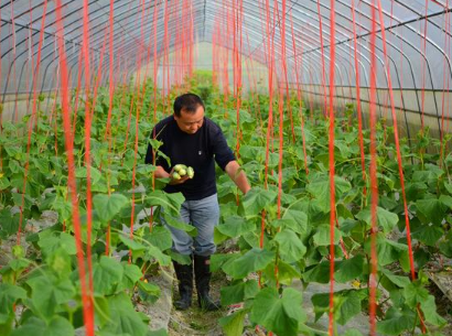 专家提醒日常膳食应“每餐有蔬菜、天天有水果”