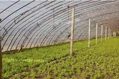 专家提醒日常膳食应“每餐有蔬菜、天天有水果”