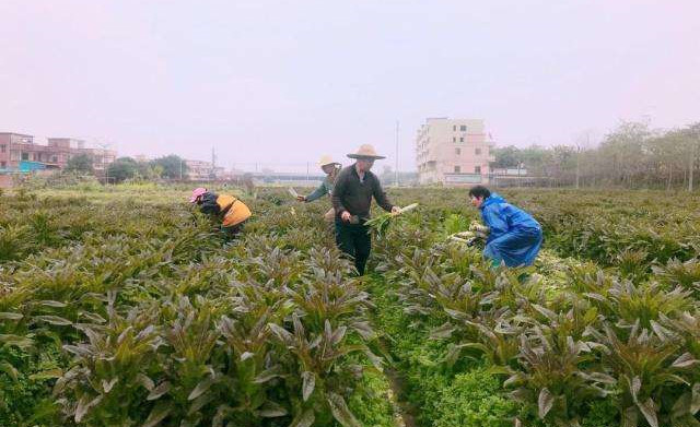 碳氢科学1200问之018组：从碳氢芹菜莴笋到碳氢茭白榨菜