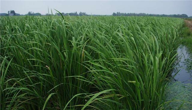 碳氢科学1200问之018组：从碳氢芹菜莴笋到碳氢茭白榨菜